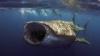 Rare Whale Shark Spotted Off Florida Coast in Underwater Video