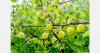 Kalro highlights market potential of Kenya's underutilised fruits