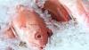 Louisiana red snapper anglers get bonus for America 250 celebration
