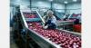 China's onion exports enter the new production season window