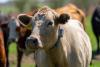 Texas A&M AgriLife awarded USDA funding for New World screwworm research