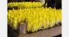 French endive season finishes slightly below the five-year average