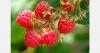 Ukraine's raspberry harvest begins in Cherkasy despite spring frosts