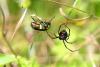 Why You Shouldn't Kill Black Widows In Oklahoma