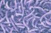 'Beware of diseases and snakebites' — GHS issues public health alert over ra