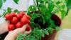 I tried this zero-waste gardening hack to help my tomato plants thrive — and all I needed was a common kitchen scrap