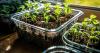 Gardeners urged to do 1 task this week ahead of forecast 41C heatwave