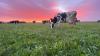 Farm walks to take place over next 2 weeks on organic dairying