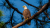 Florida’s 250th Birthday Gift: Free Parks