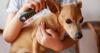 ‘No plans’ to allow Northern Ireland renters the right to keep pets, minister says amid law changes in Britain