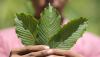 Oh no! Kratom battle exposed as an industry scare campaign