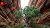 Australia's living dinosaur tree survived 90 million years in a secret canyon
