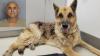 German shepherd injured in Pembroke Pines animal cruelty case finds new home at local rescue
