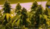 Virginia to let stores sell marijuana for recreational use starting in July 2027