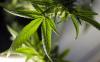 Ask the attorney: Marijuana and the military