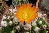 Foreign nationals attempt to fly to Europe with rare cacti from southern Brazil