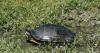 Vermont Fish & Wildlife: Sale of pond slider turtles prohibited