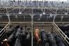 Argentine beef exports to U.S. surge on higher tariff quota