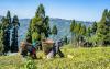 Nepal tea factories resume work after India eases rules
