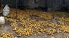 Lagos fruit traders battle spoilage amid storage challenges 