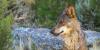 Organisations call on Portugal and Spain to defend the Iberian Wolf