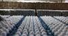 Texas AG secures settlements forcing egg producers to donate 7 million eggs to food banks
