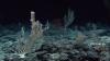 Unregulated radioactivity – yet another risk deep-sea mining poses