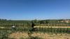 Italy fears long-term heatwave consequences as harvests shrink