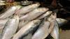 Karnataka to roll out e-commerce platform for fresh seafood deliveries