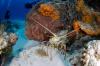 Costa Rica Study Finds Rare Red Spiny Lobster Population Hidden for 40 Years
