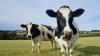 Train chaos to last seven hours as cows block one of UK's busiest railway lines