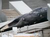 Icelandic whaling vessel violates animal welfare laws in renewed hunt