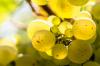 White grapes quiz: 12 questions to test your wine knowledge
