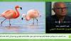Pink flamingo in Tunisia: controversial video reignites debate over wildlife protection [Video]