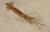 US Fish and Wildlife Service reclassifies squid and other cephalopods as shellfish