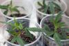 German Courts Draw Line Over Cannabis Cuttings Amid Uncertainty