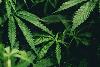 DEA, FDA Testify on First Day of Hearing on Marijuana Rescheduling