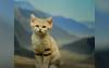 British study records sand cat in 13 locations in the Libyan desert
