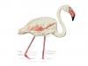 Greater Flamingo: Shrimply Pink Perfection