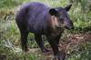 Camera trap footage helps save endangered wildlife species from angry farmers in Honduras