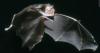 Benton County health officials warn of rabies after bat tests positive
