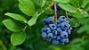 New Zealand blueberry growers warn proposed import rules risk pest incursions, financial losses