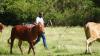 Zero tolerance for stray cattle in effect, Agriculture Minister says