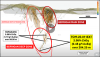 Globex Announces New Polymetallic Intersections at Depth on its Berrigan Mine Royalty Claims