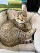 Meet featured adoptable pets at SPCA of East Texas, June 29-July 3, 2026