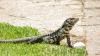 Georgia warns giant invasive lizards are spreading, devouring eggs of alligators and wild turkeys