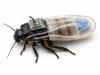 Researchers Turn Cockroaches Into an Underwater Cyborg For Rescue Missions