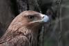 Feliks the eagle is back home in Serbia after a kidnapping ordeal in the Middle East