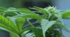 Georgia medical cannabis expansion: New laws take effect Wednesday