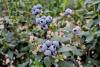 Vanguard Group International celebrates its first blueberry harvest in Peru